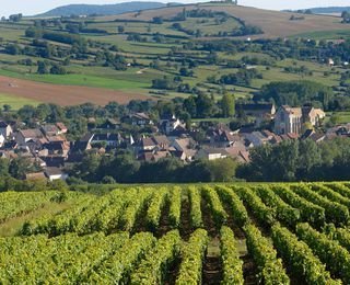 Sauternes 2017 A.C., 0,375 Liter, Bordeaux, Frankreich
