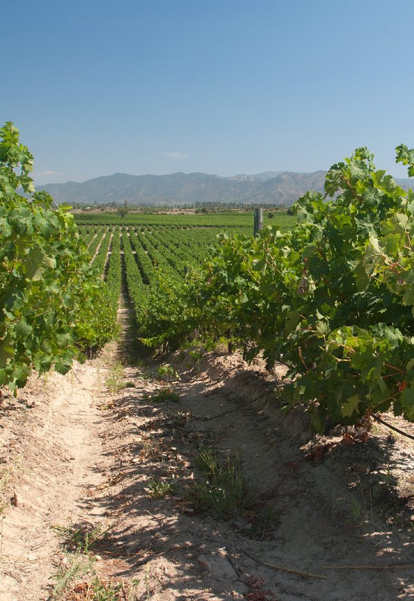 Chardonnay Reserva Hand Picked 2021, Viña Siegel, Chile