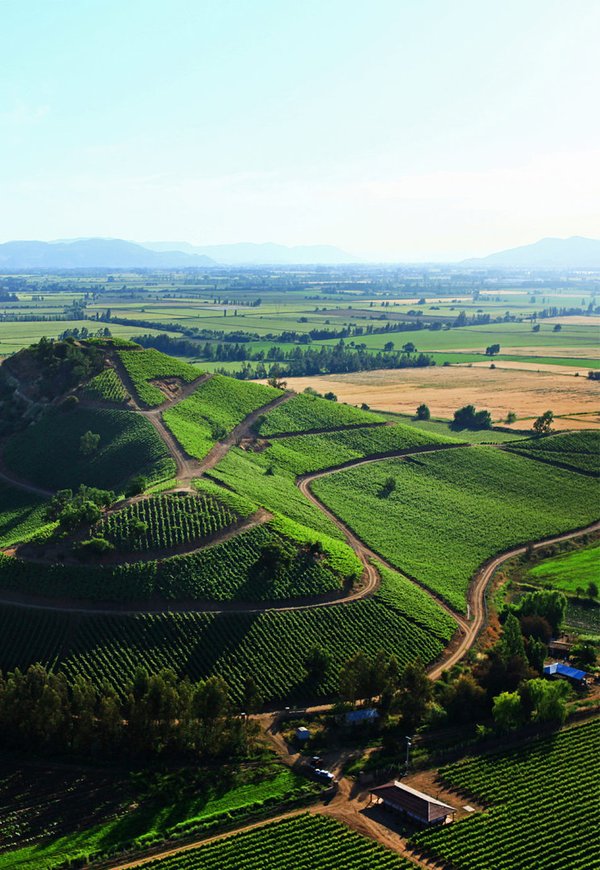 Chardonnay Reserva Hand Picked 2021, Viña Siegel, Chile
