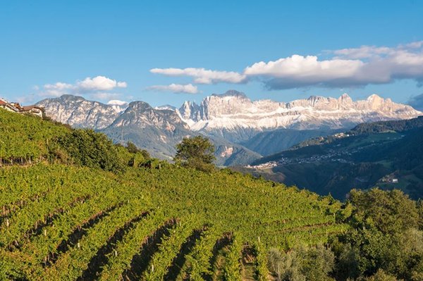 2020er Pinot Grigio Alto Adige, Kellerei Kurtatsch, Südtirol, Italien